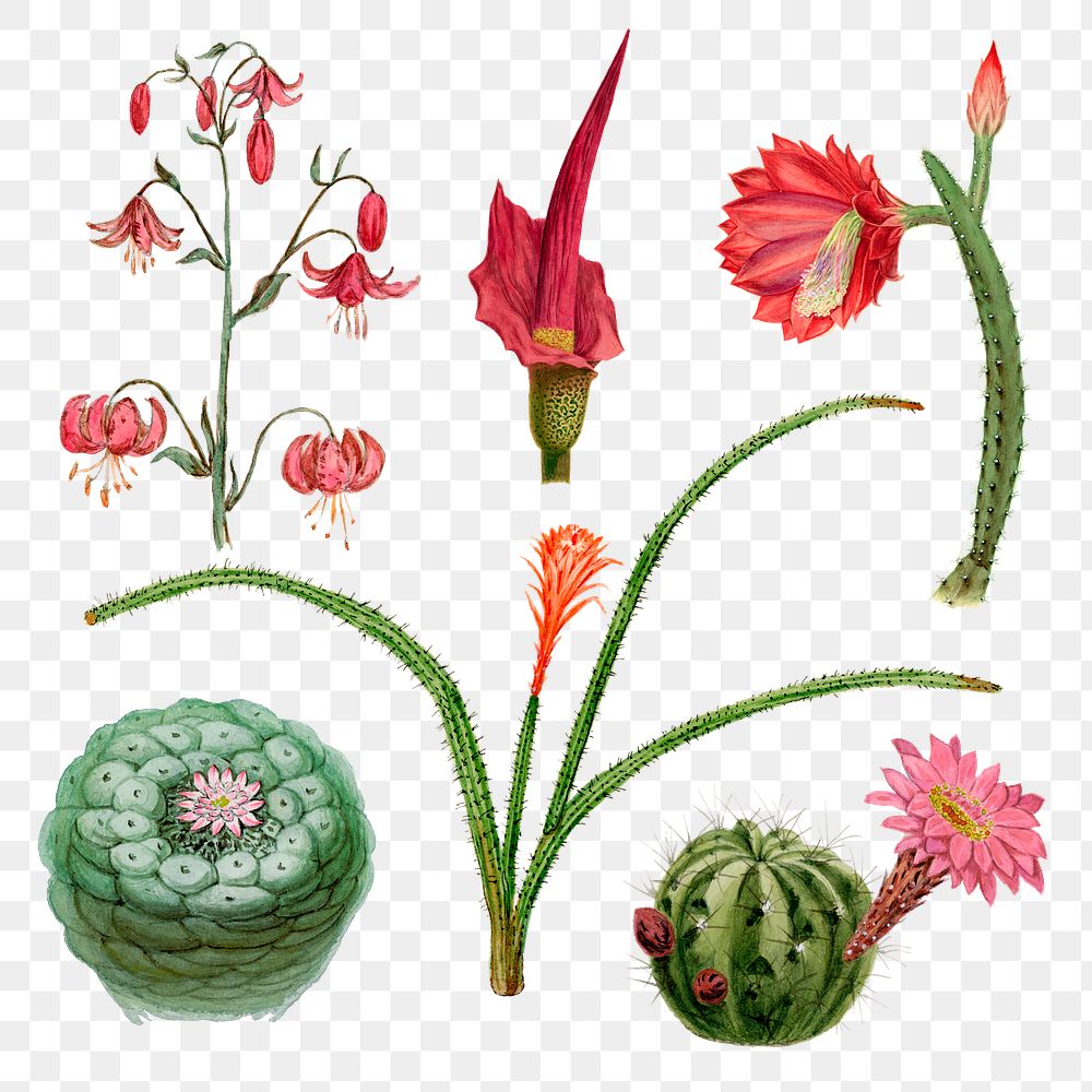 Flower and cactus png sticker on transparent background set