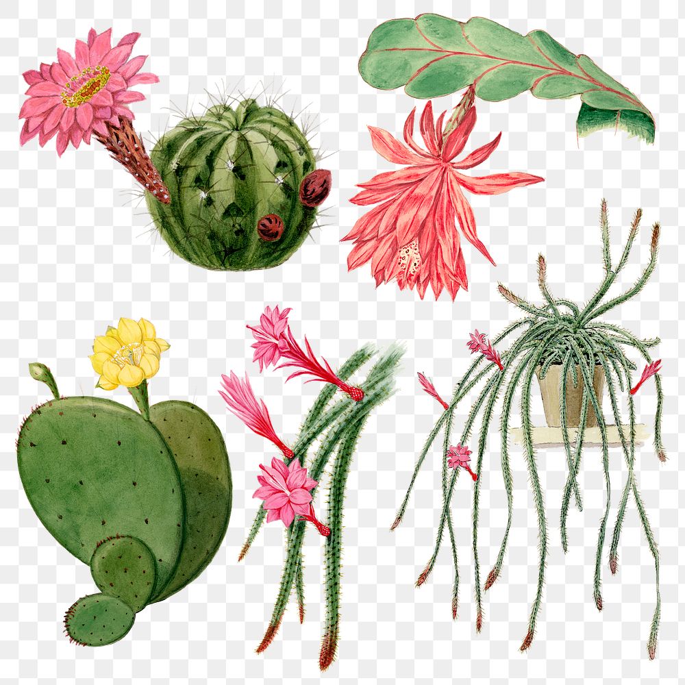 Flower and cactus png sticker on transparent background set
