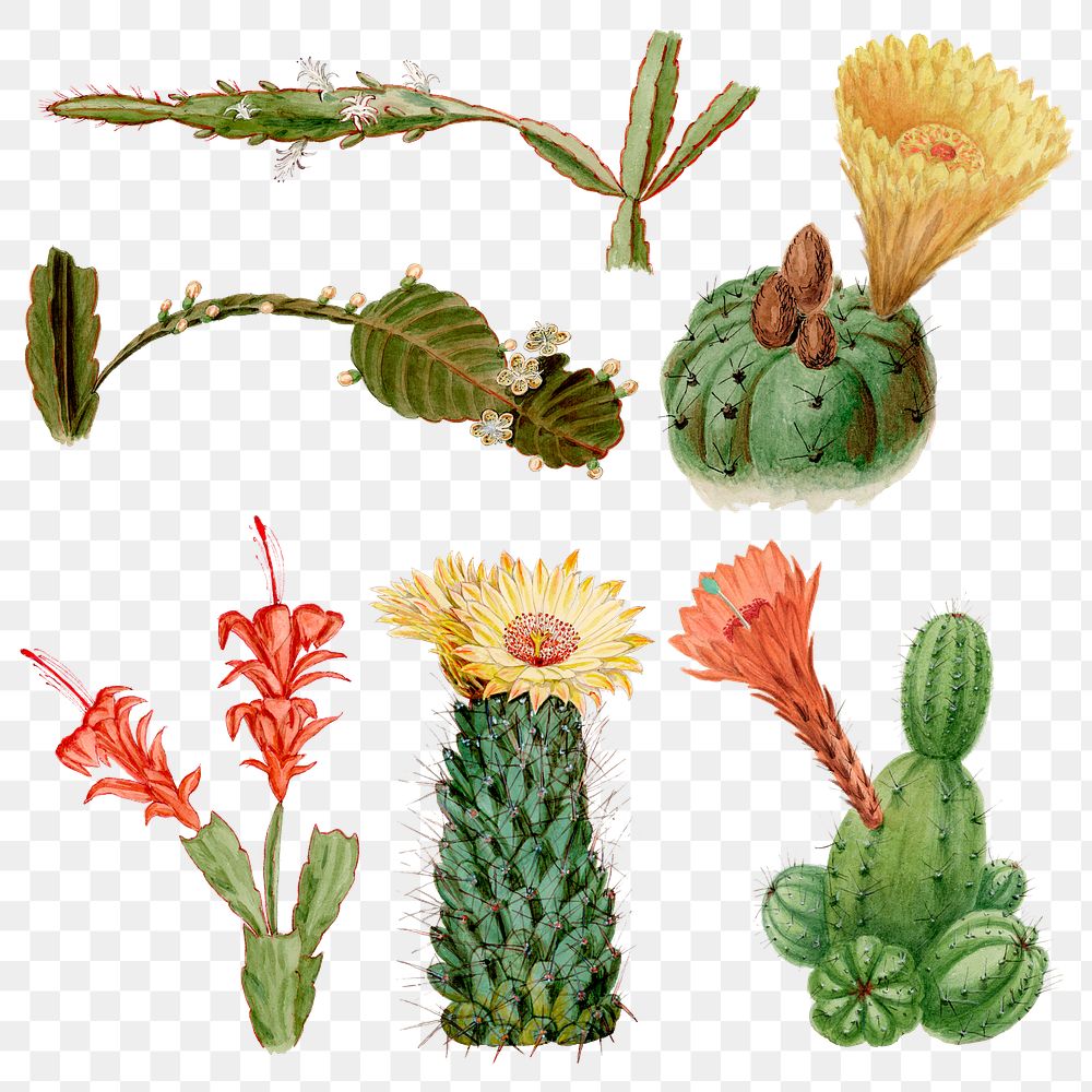 Cactus png stickers design element set