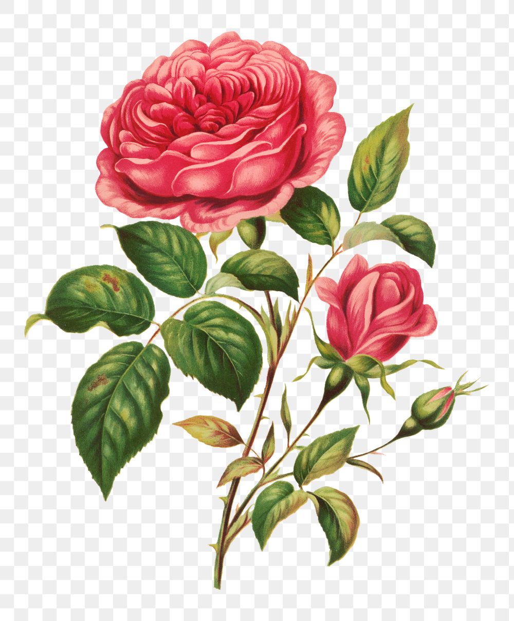Vintage rose flower botanical png illustration, remix from artworks by L. Prang & Co.
