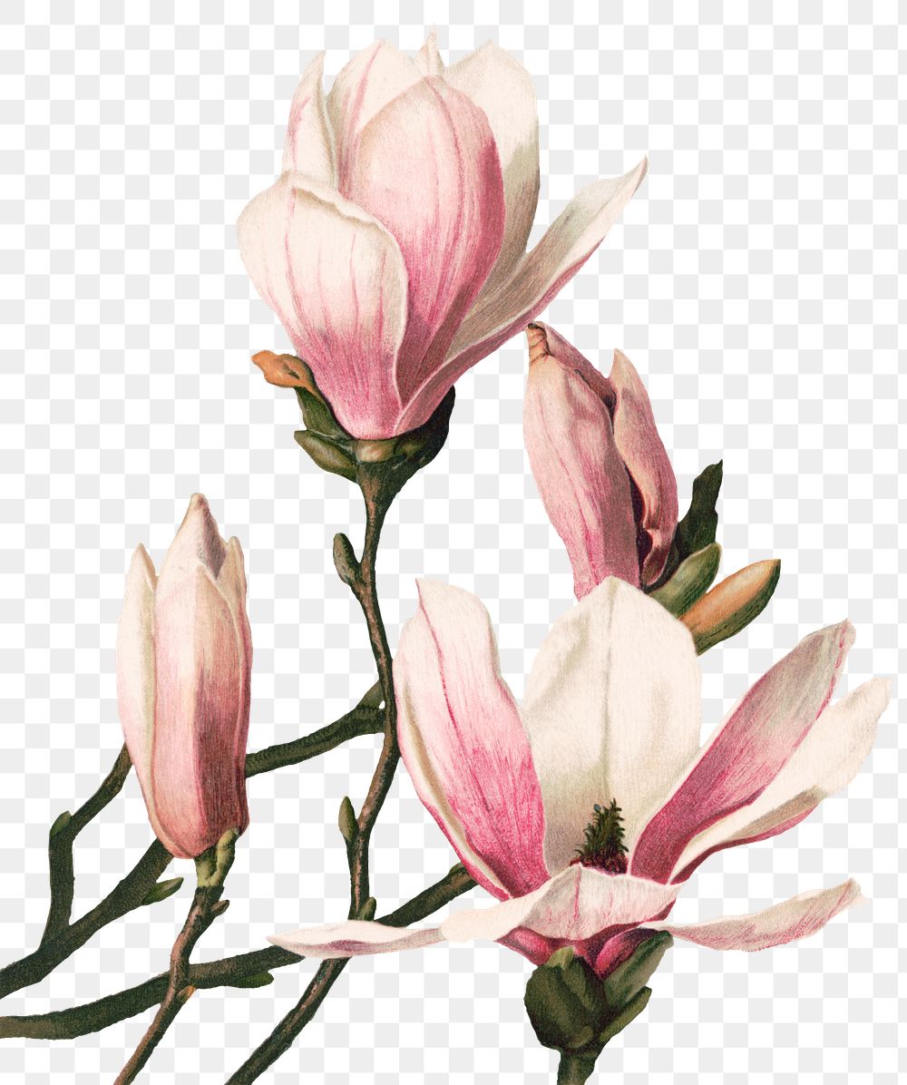 Vintage magnolia flower botanical png illustration, remix from artworks by L. Prang & Co.