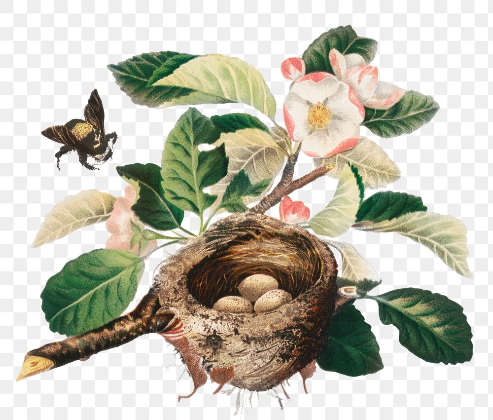 Vintage apple blossoms and bird's nest illustration png, remix from artworks by L. Prang & Co.