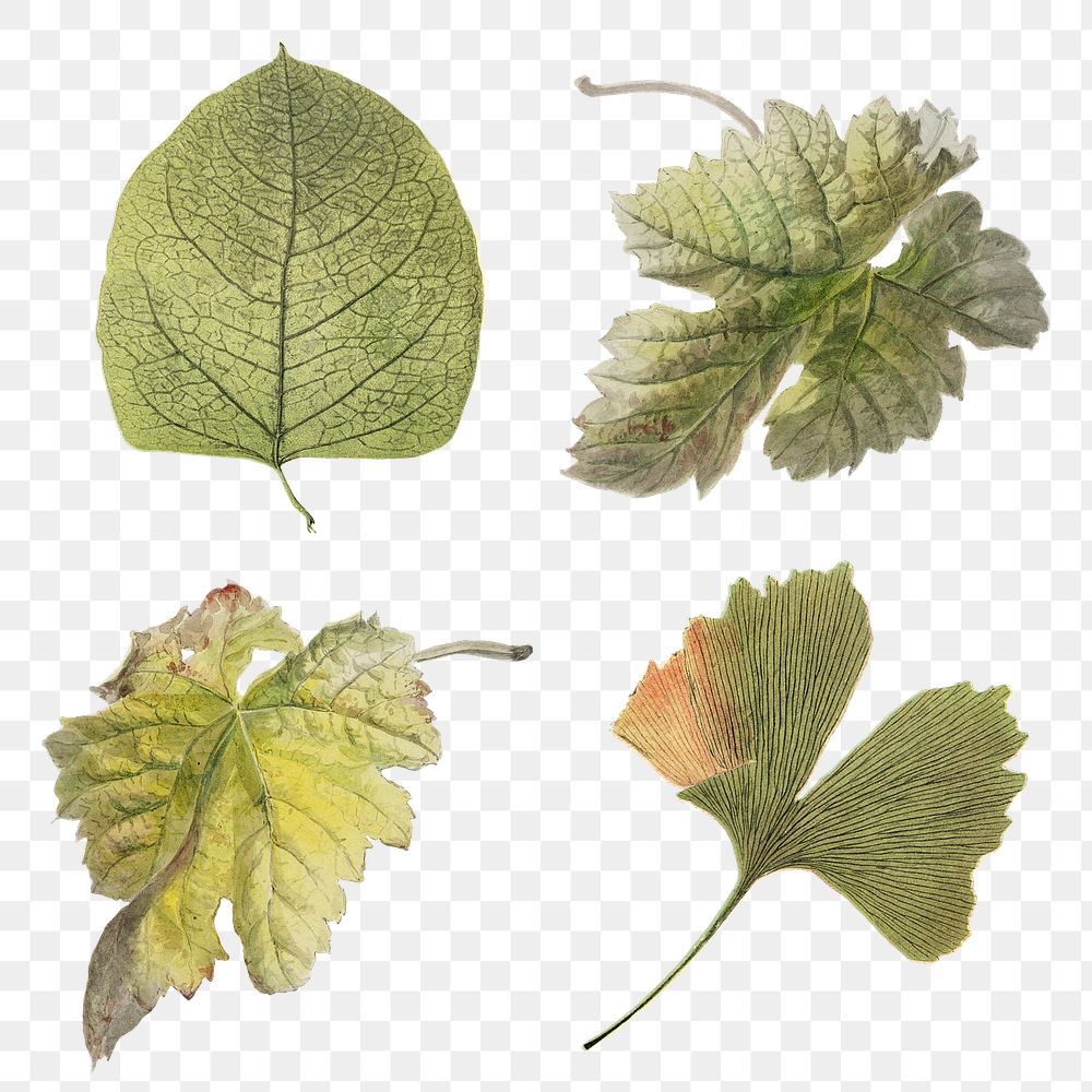 Vintage leaf botanical illustration png set