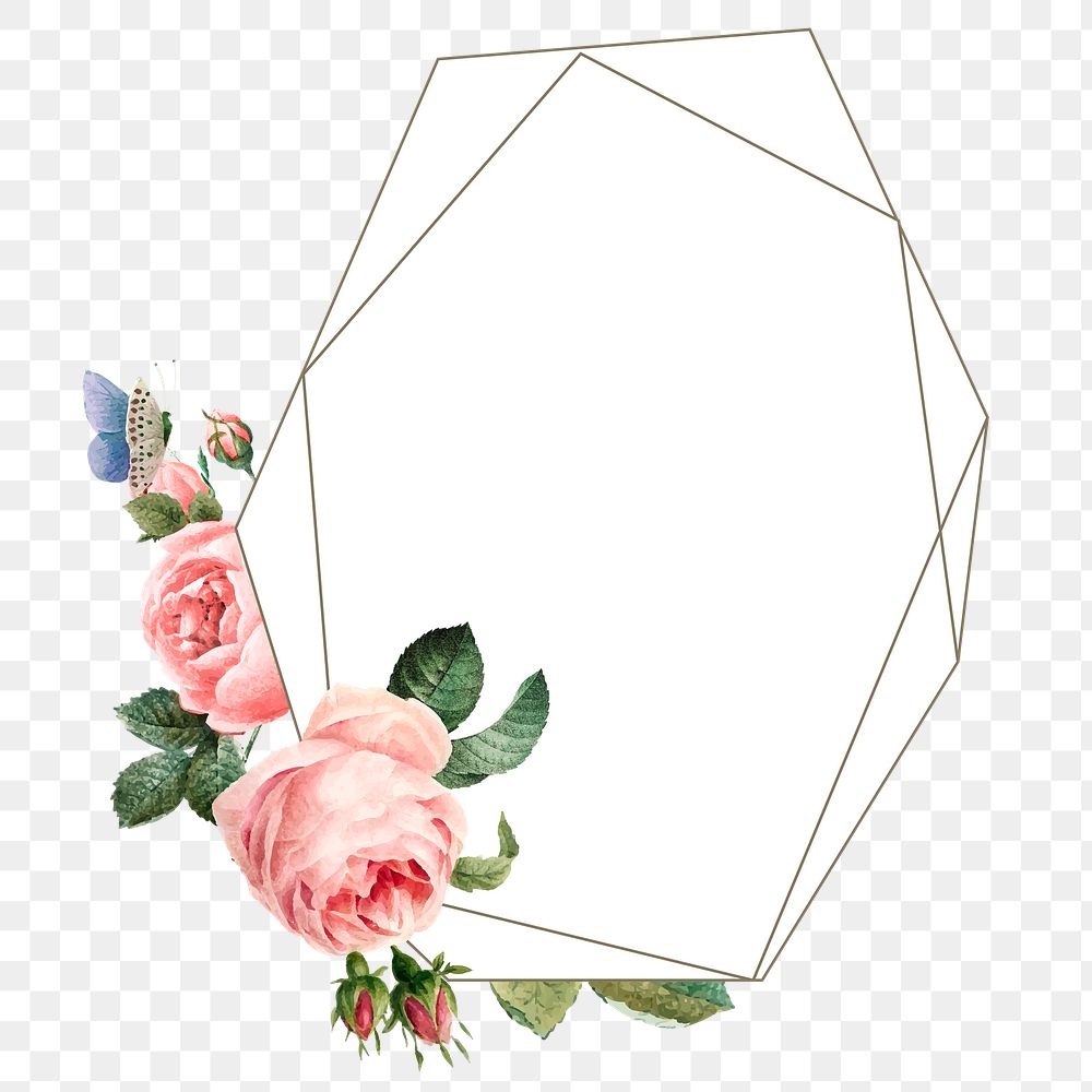 Pink cabbage rose frame design element