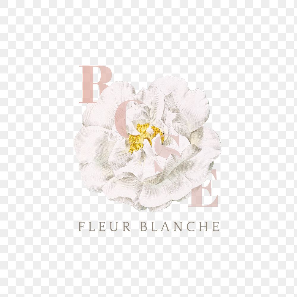 Fleurs Blanches PNG Images | Free Photos, PNG Stickers, Wallpapers &  Backgrounds - rawpixel