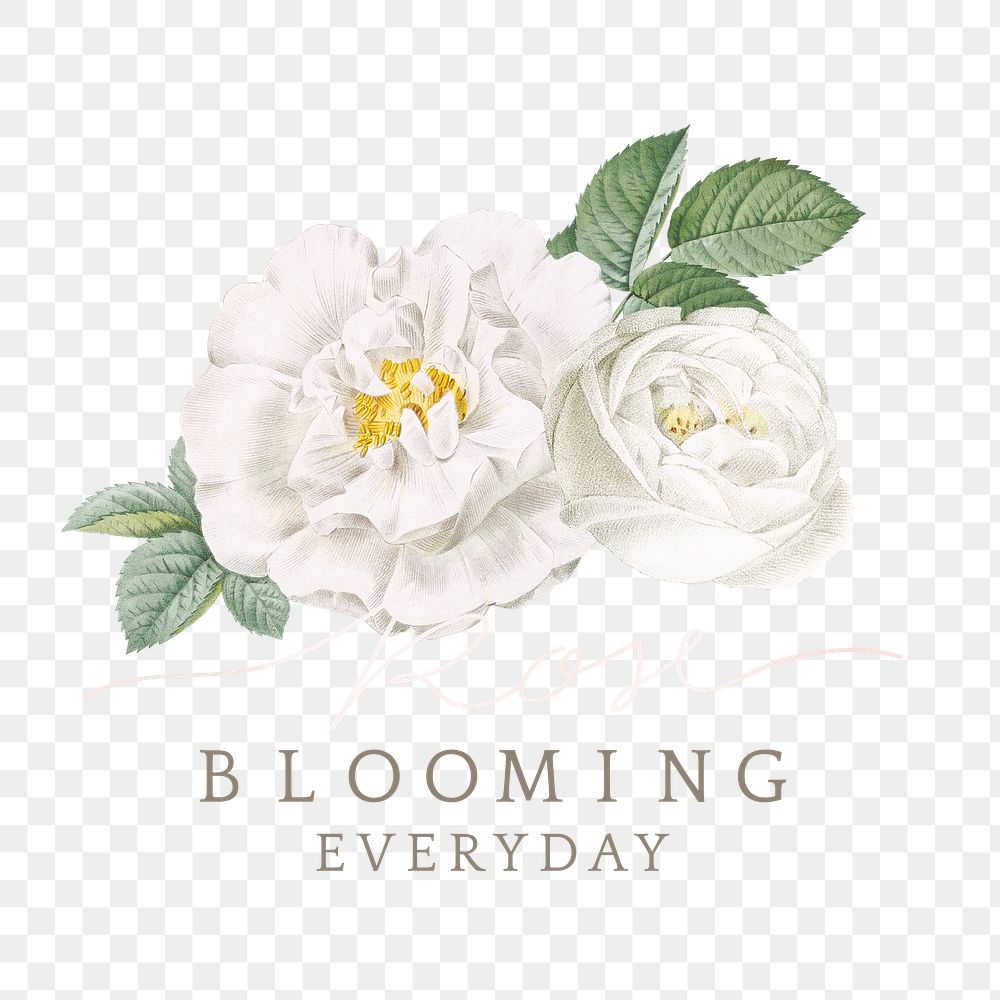 Beautiful rose blooming everyday transparent png