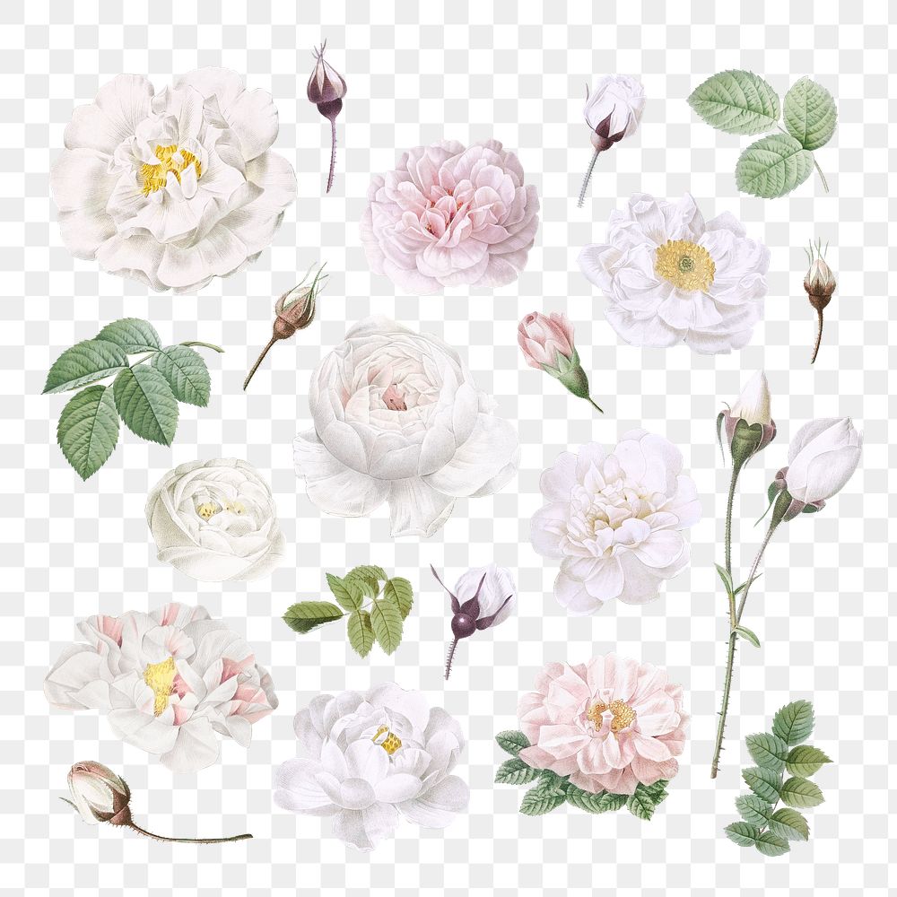 Vintage white flowers collection transparent png
