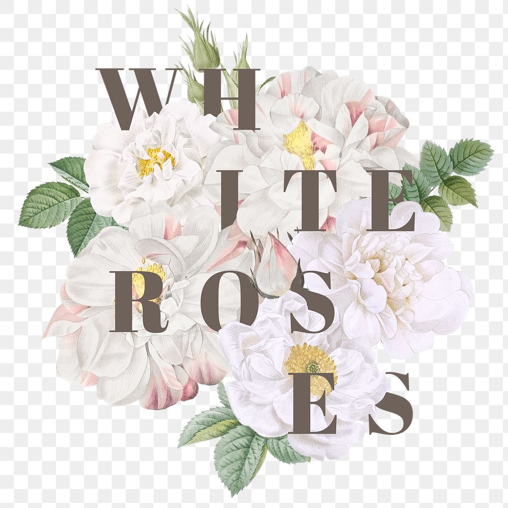Blooming white roses design element transparent png