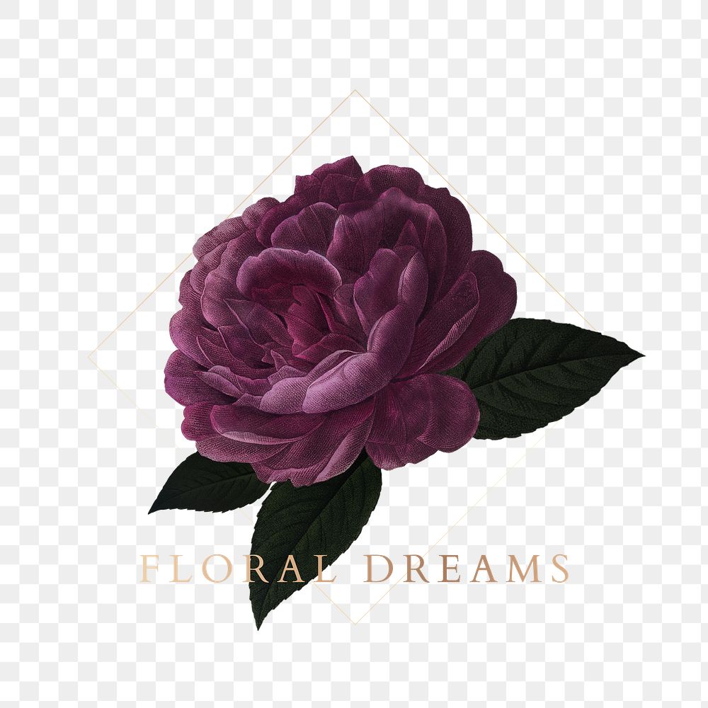Romantic floral dreams rose drawing transparent png