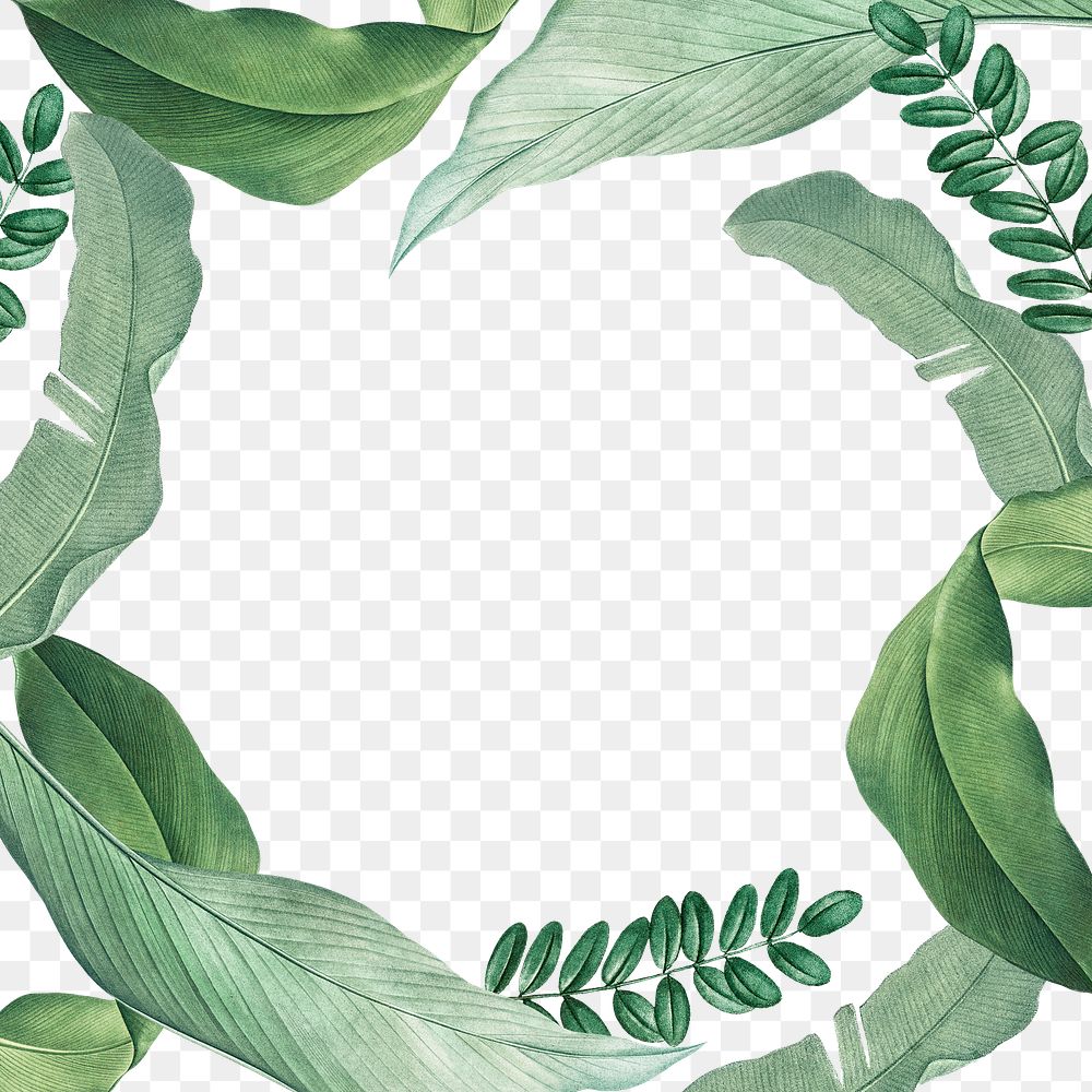 Hand drawn tropical leaves frame | Premium PNG - rawpixel