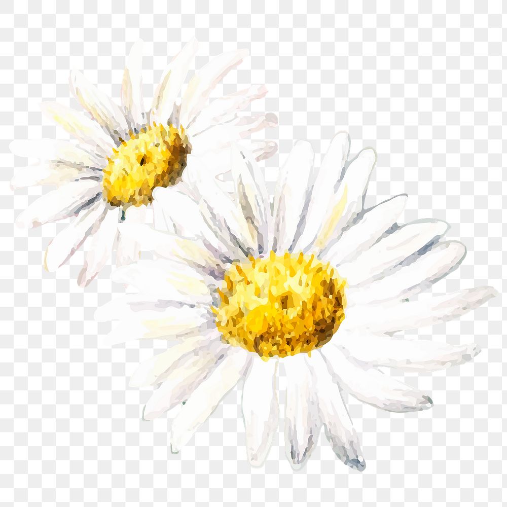 White daisy png close up