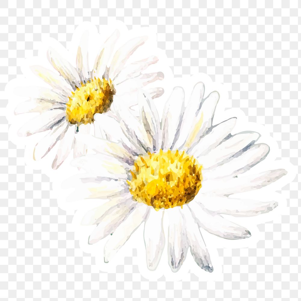 Daisy watercolor white flower sticker