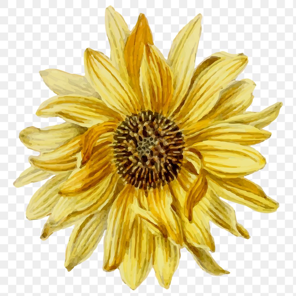 Sunflower png watercolor yellow flower sticker