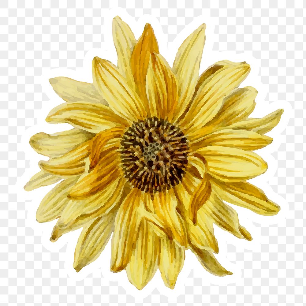 Sunflower hand drawn png flower cut out