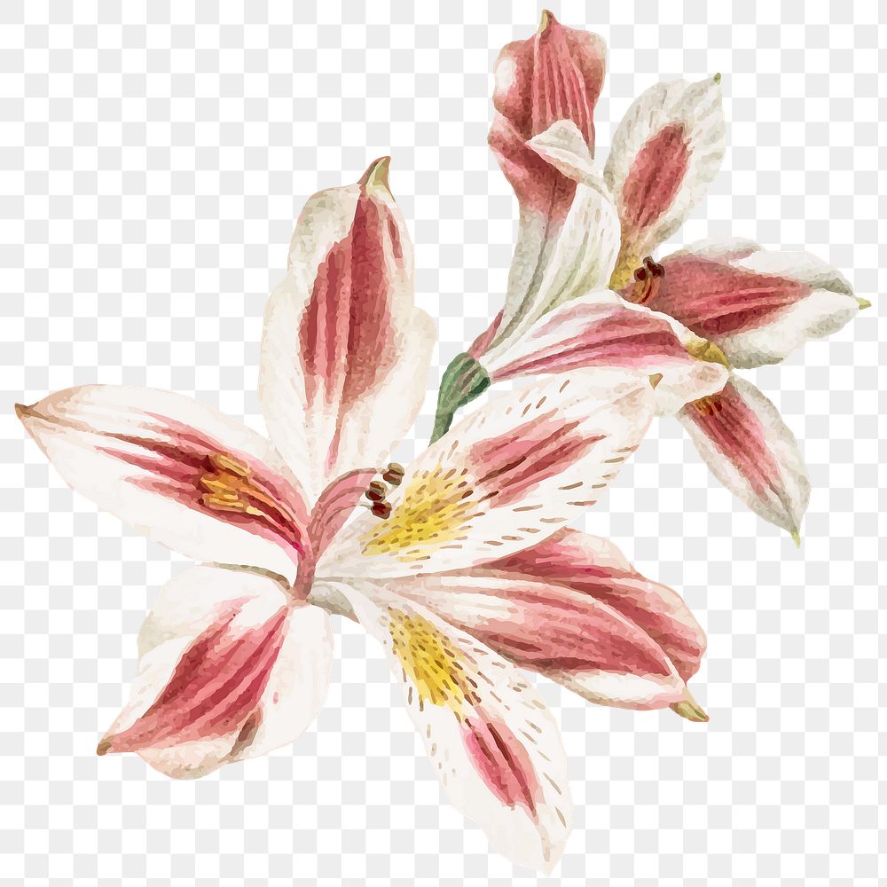 Pink lily png flower close up