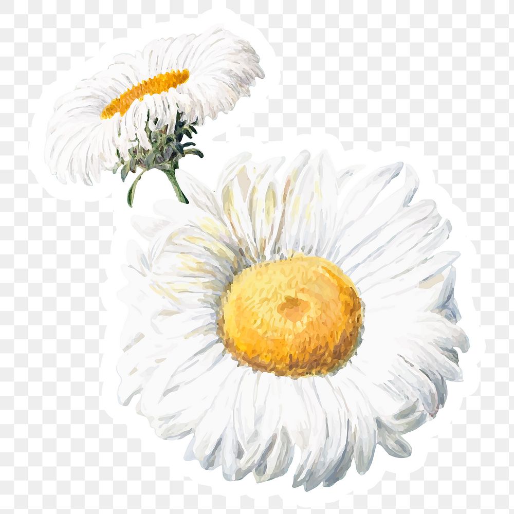 Daisy hand drawn png flower cut out