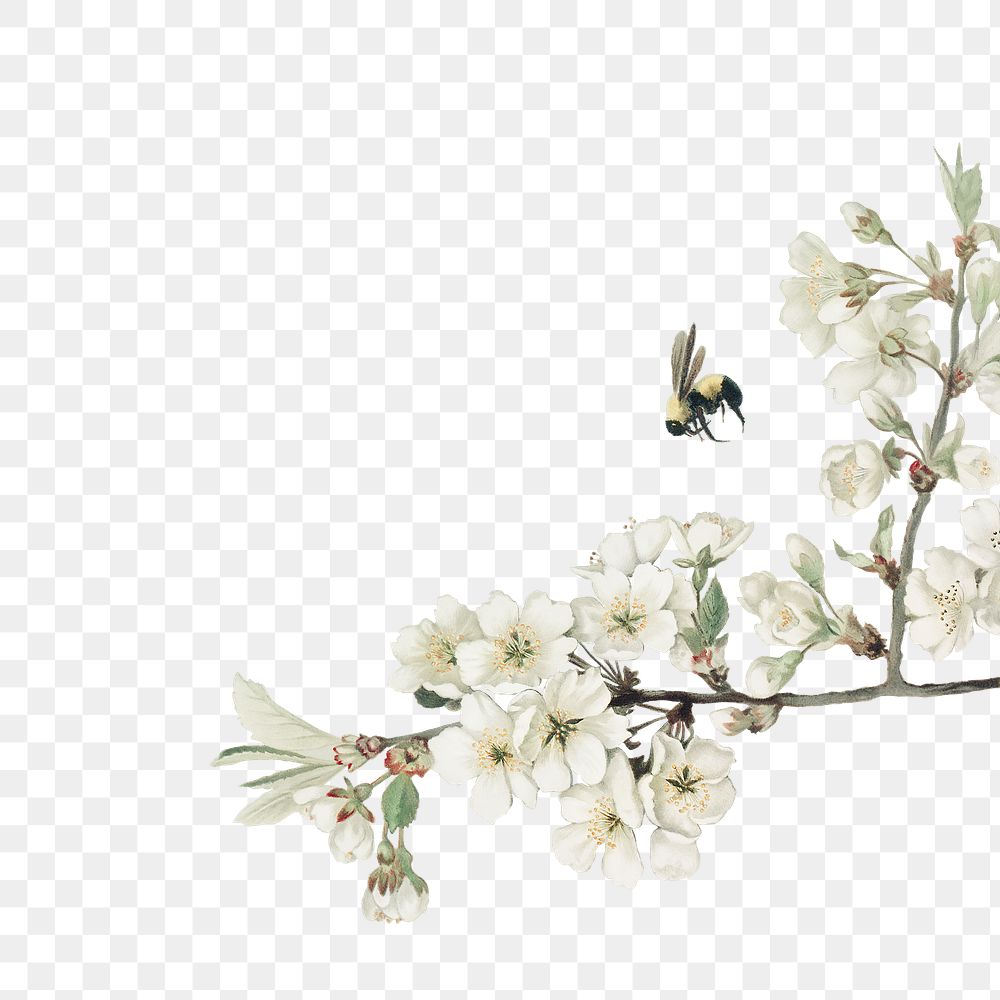 White azalea flower branch border frame on transparent background