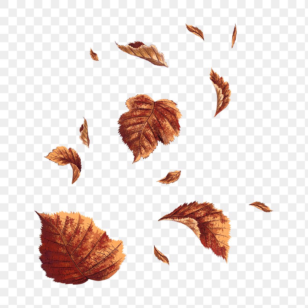 Falling brown leaf png sticker, botanical nature illustration on transparent background