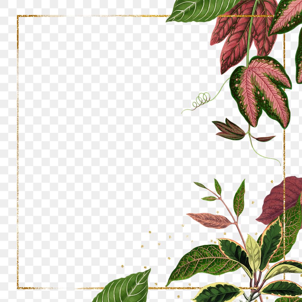 Leaf frame png, green botanical illustration, transparent background