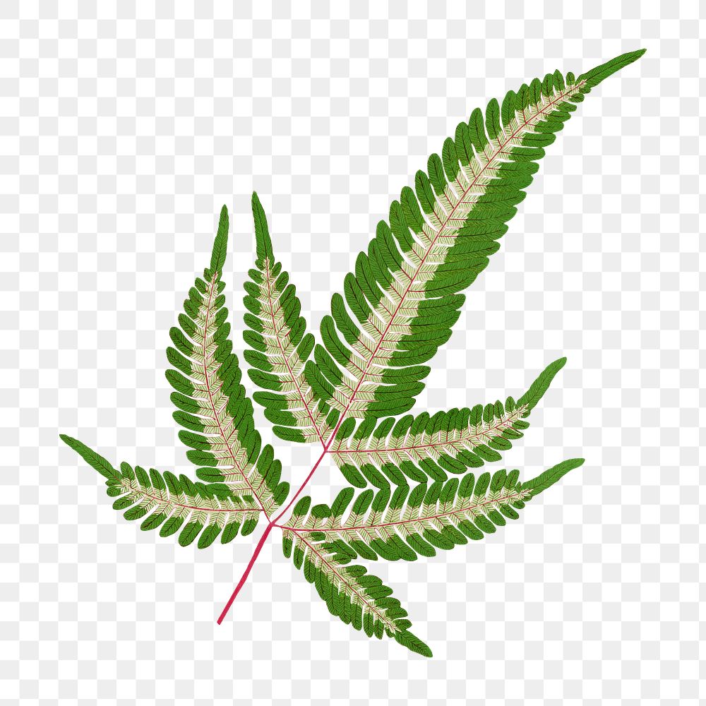Fern leaf png sticker, green nature illustration, transparent background