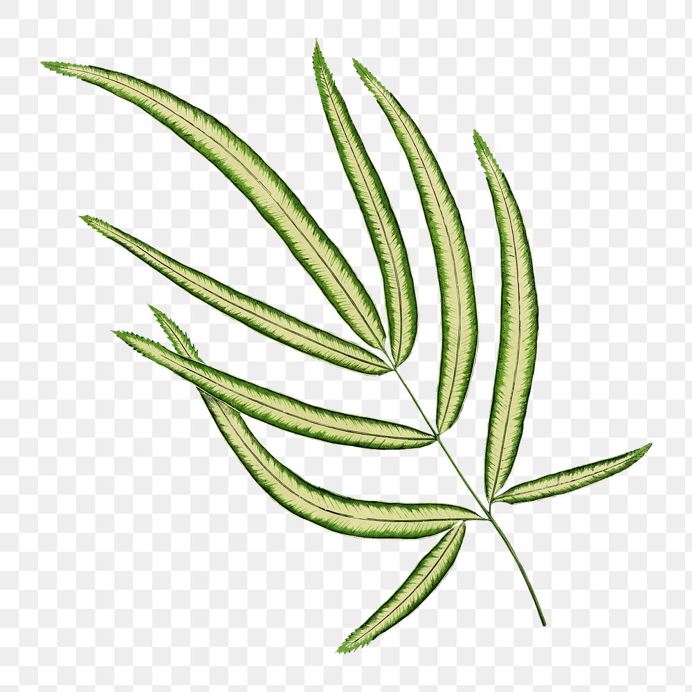 Pteris cretica leaf png sticker, green nature illustration, transparent background