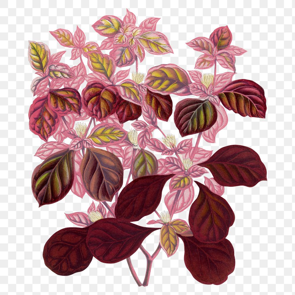 Pink leaf png sticker, green nature illustration, transparent background
