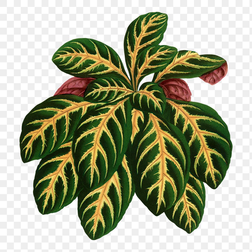Eranthemum Igneum leaf png sticker, green nature illustration, transparent background