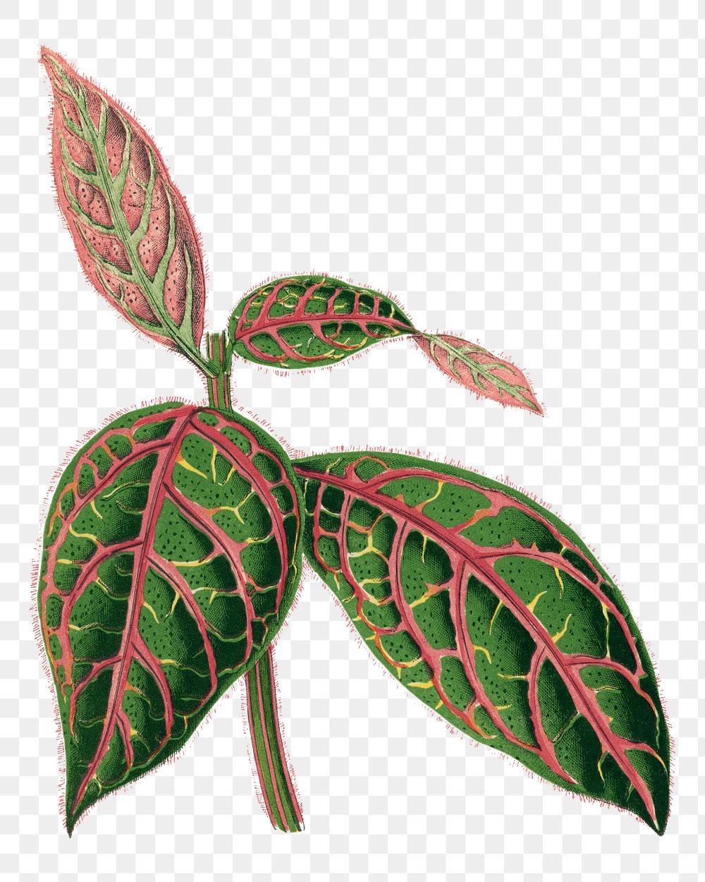 Leaf png sticker, botanical illustration, transparent background