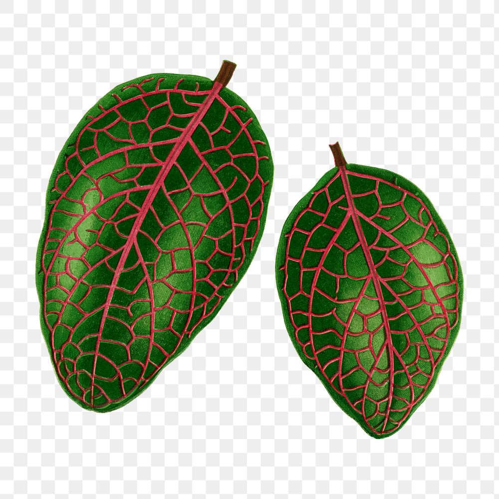 Green leaf png sticker, botanical illustration, transparent background