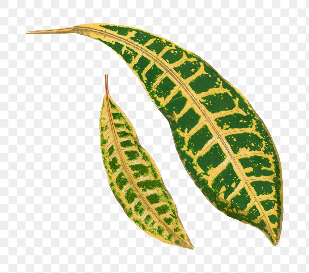 Croton leaf png sticker, green nature illustration, transparent background