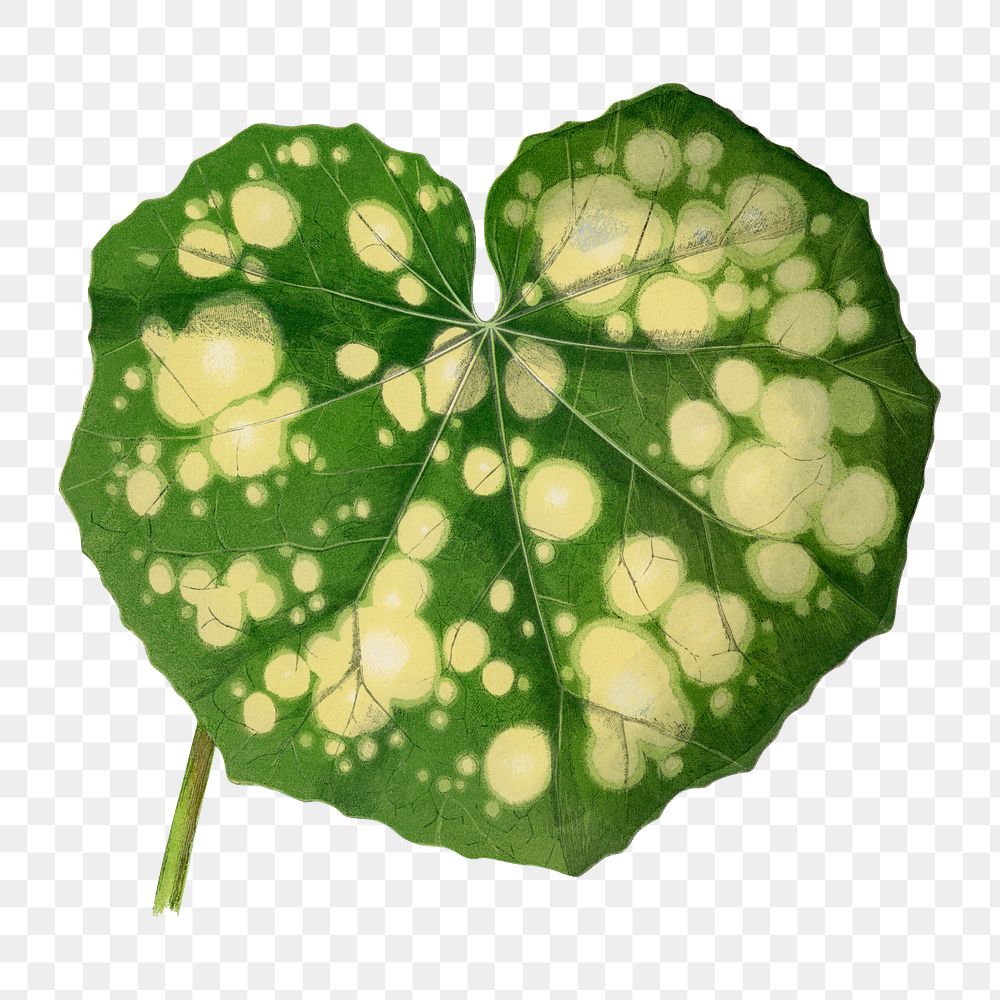 Leaf png sticker, botanical illustration, transparent background