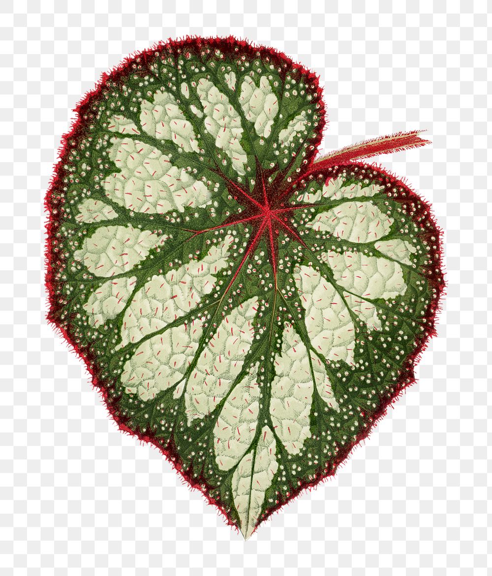 Begonia leaf png sticker, green nature illustration, transparent background