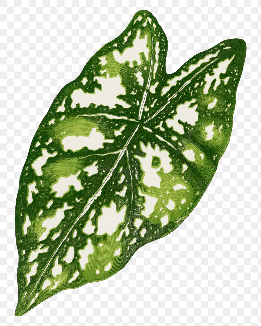 Caladium leaf png sticker, green nature illustration, transparent background