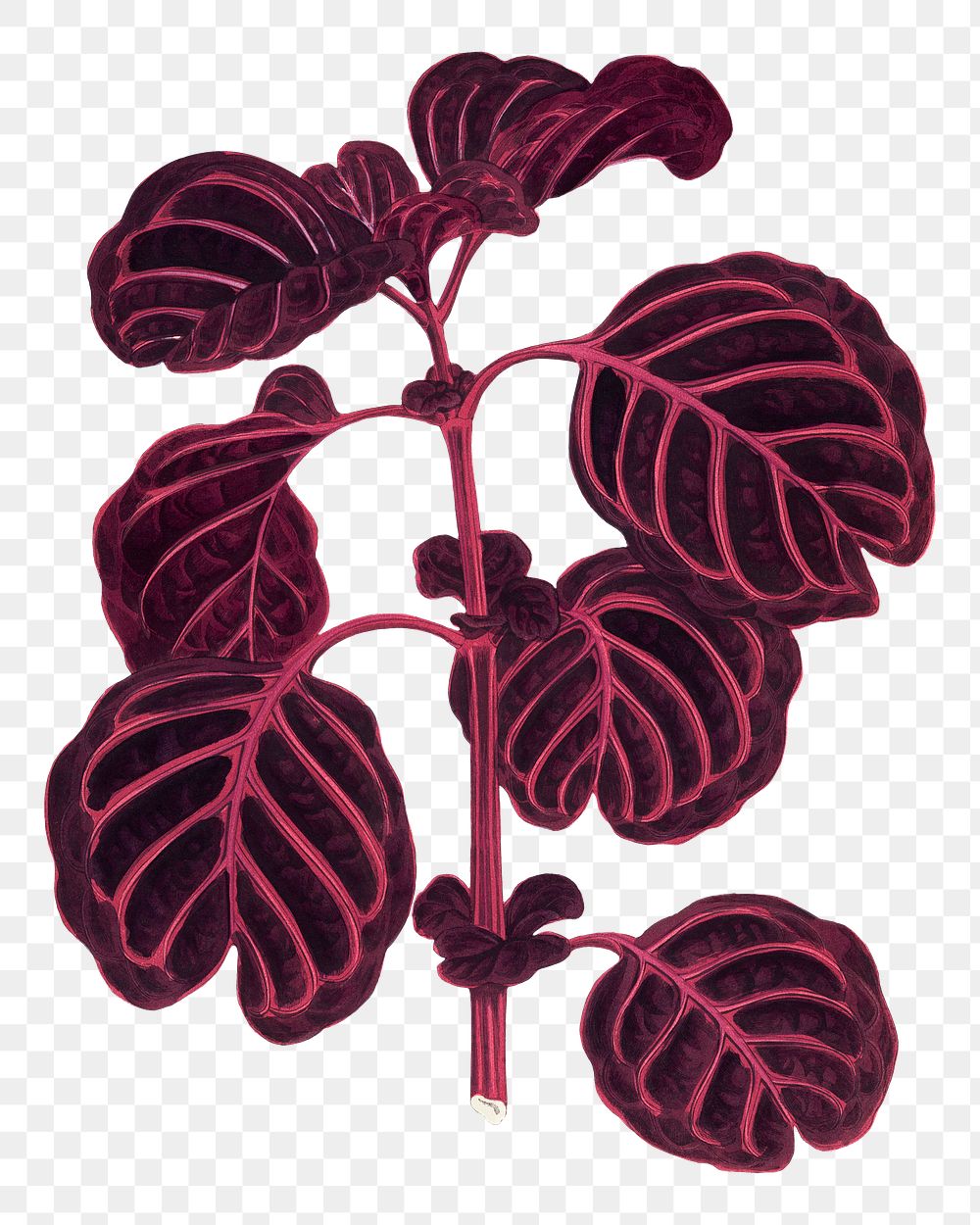 Pink leaf png sticker, botanical illustration, transparent background
