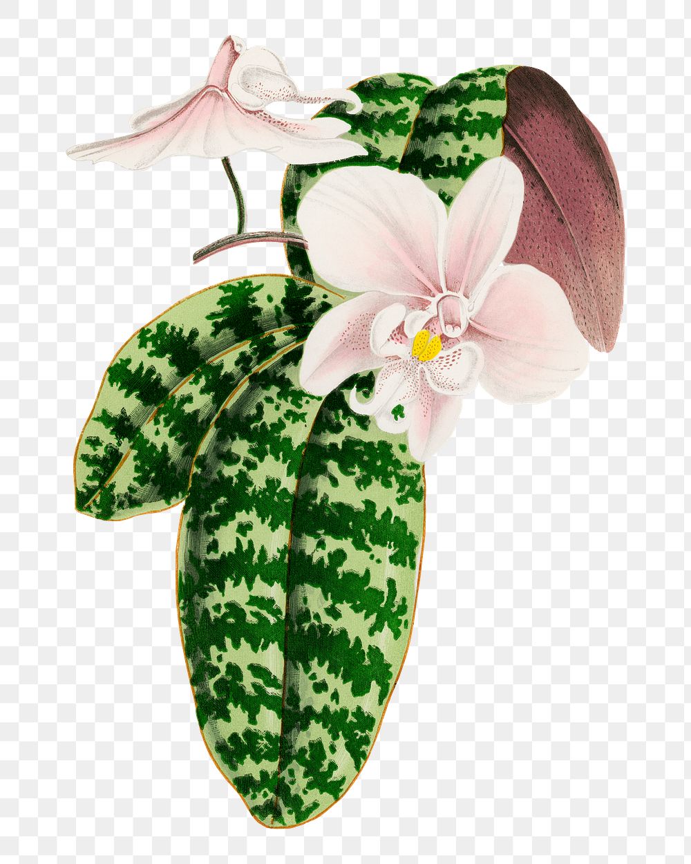 Pink orchid png sticker, aesthetic floral illustration on transparent background