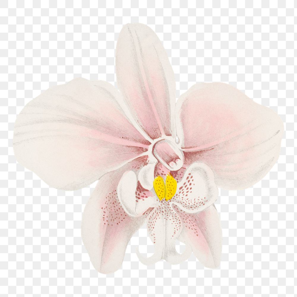 Pink orchid png sticker, aesthetic floral illustration on transparent background