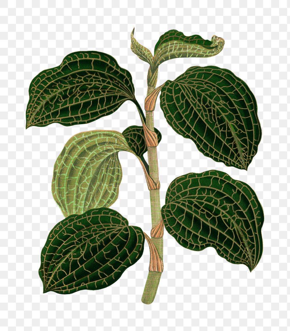 Leaf png sticker, botanical illustration, transparent background
