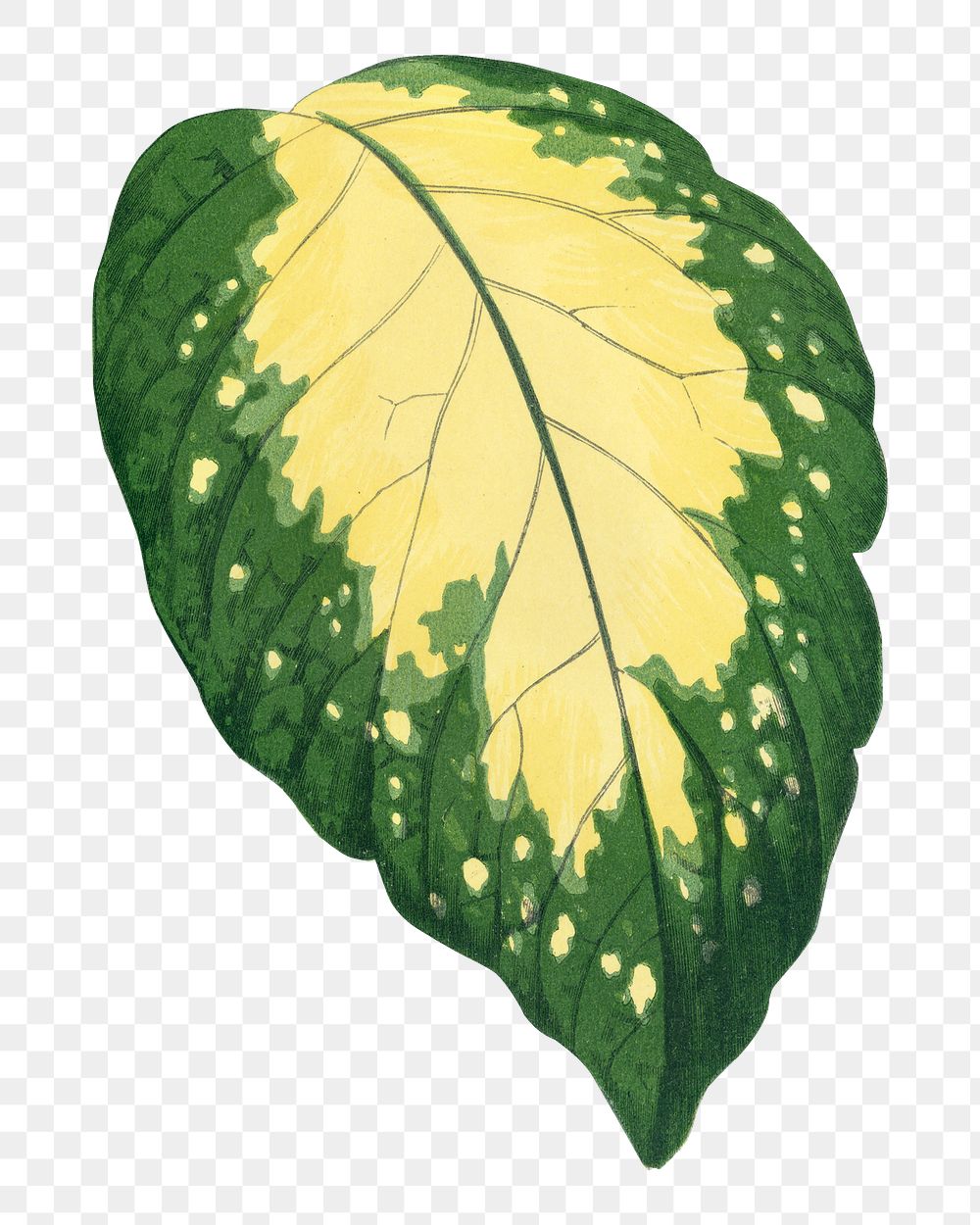 Leaf png sticker, botanical illustration, transparent background