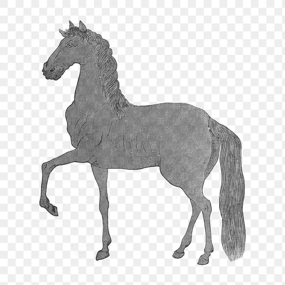 Horse icon transparent png