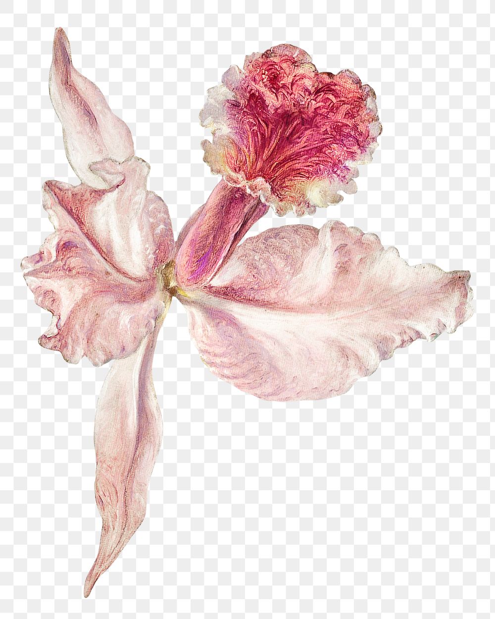 Vintage pink orchid blossom flower design element