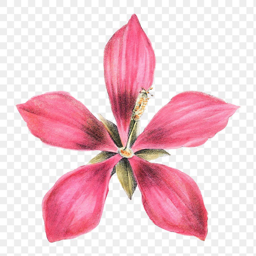 Vintage pink ketmia flower design element