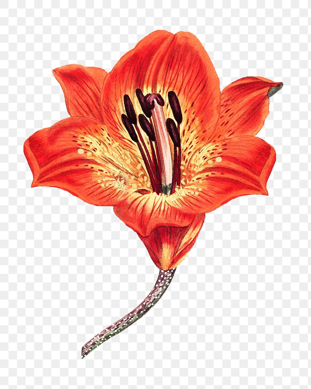 Vintage orange lily flower design element