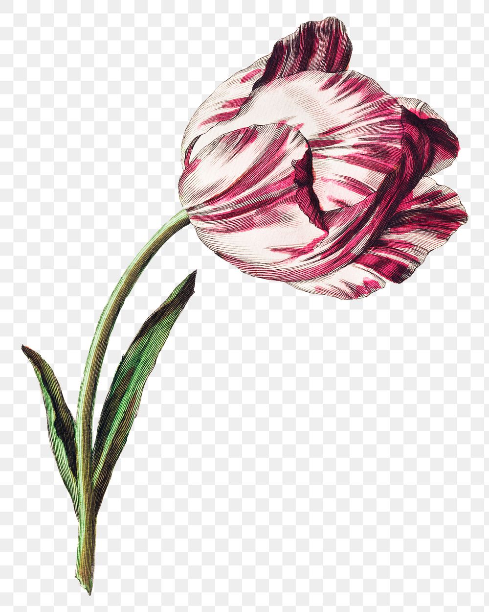 Vintage pink tulip flower design element