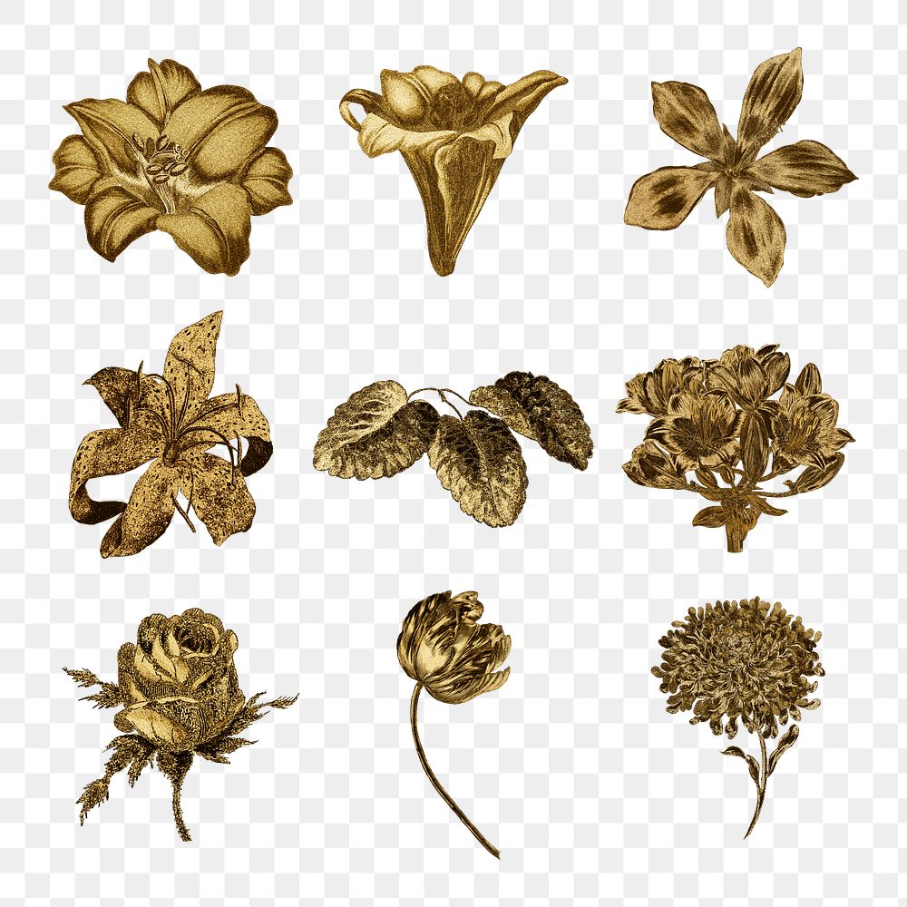Vintage gold flower illustration set