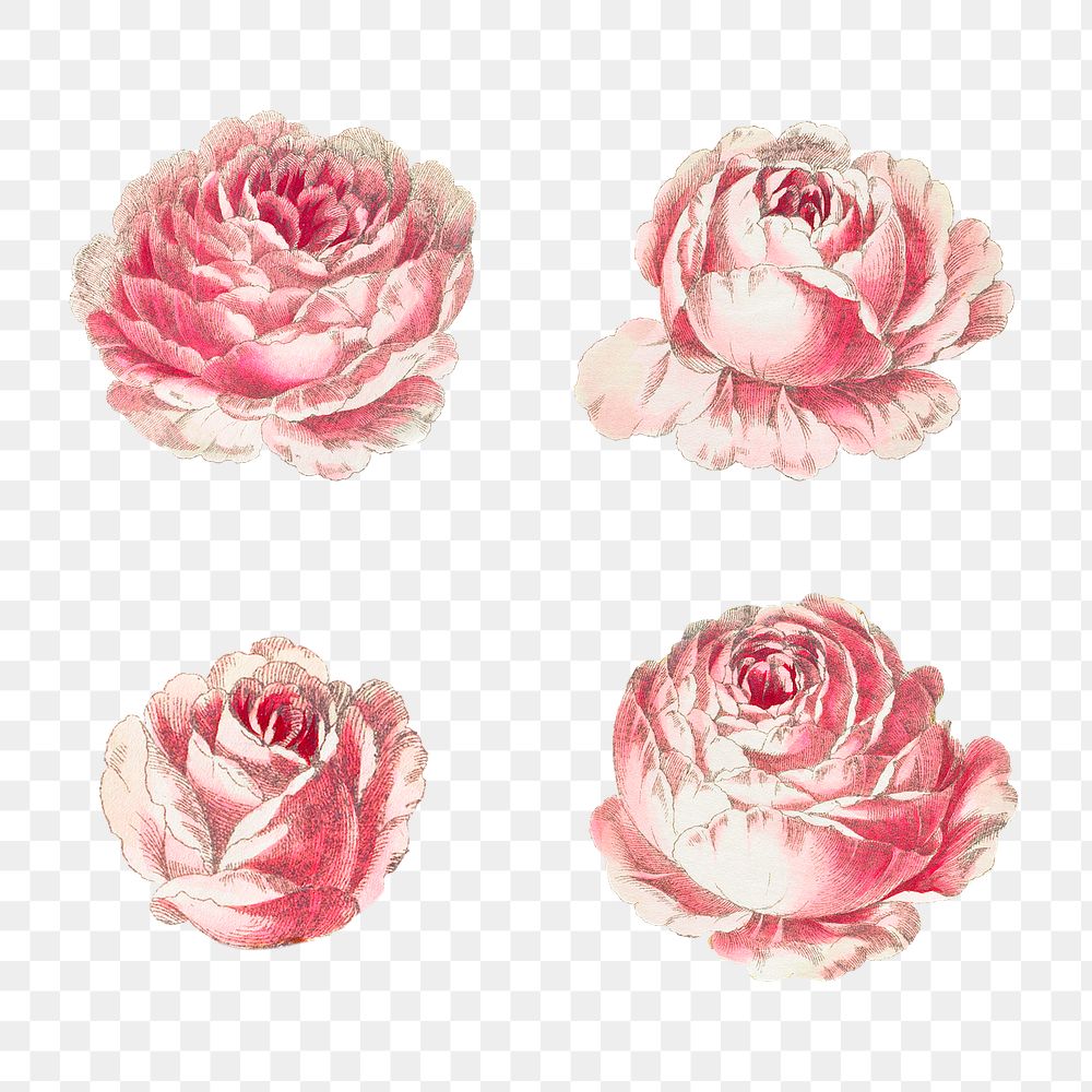 Vintage rose illustration set