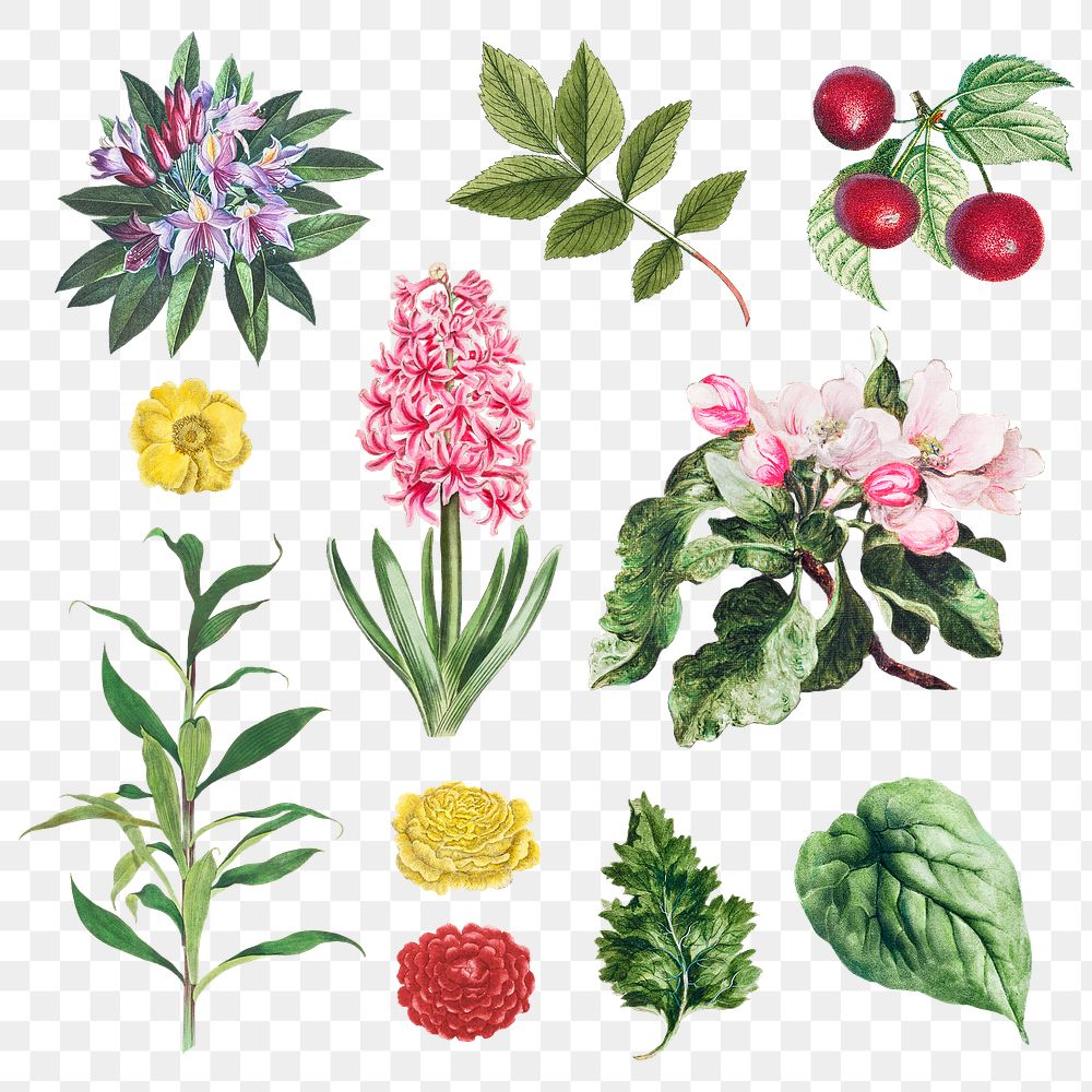 Botanical illustration set