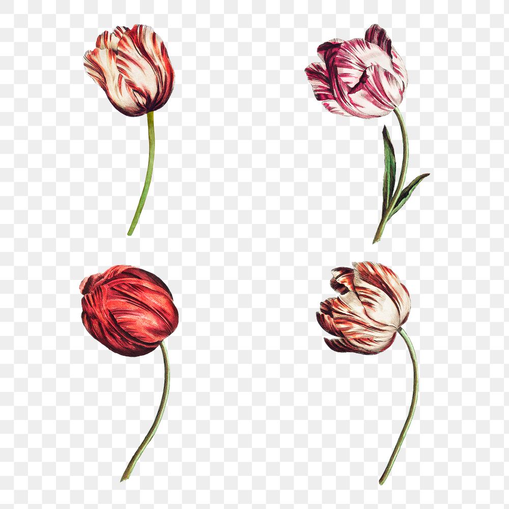 Vintage tulip flower illustration set