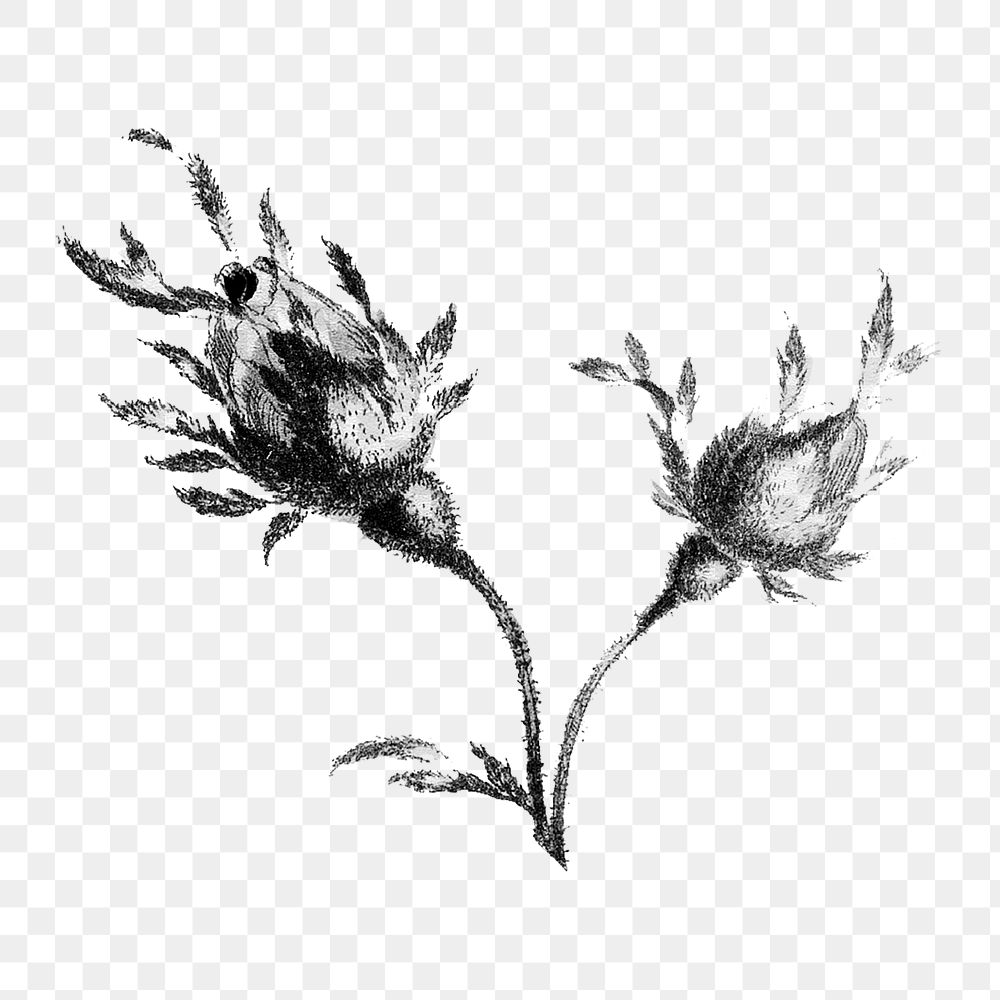 Vintage black and white cabbage provence rose flower bud design element