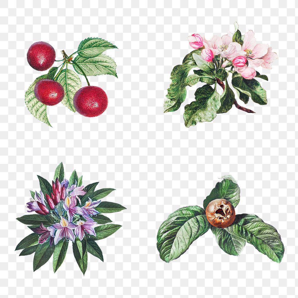 Vintage flower, leaf and fruit illustration set