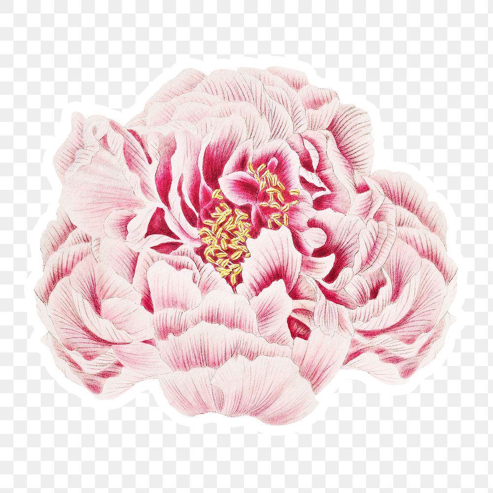 Vintage Chinese tree peony flower sticker with white border